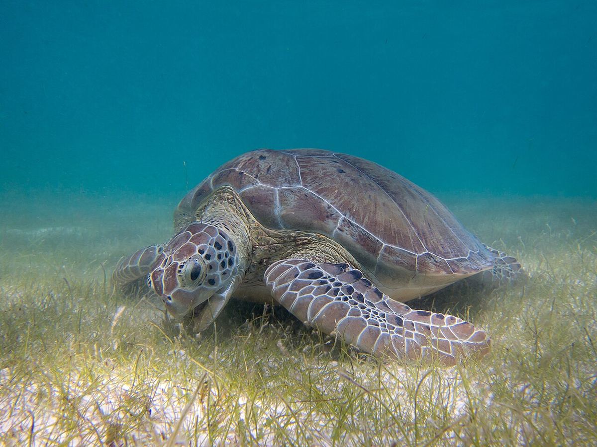 Tulum, cenote y nado con tortugas en Akumal