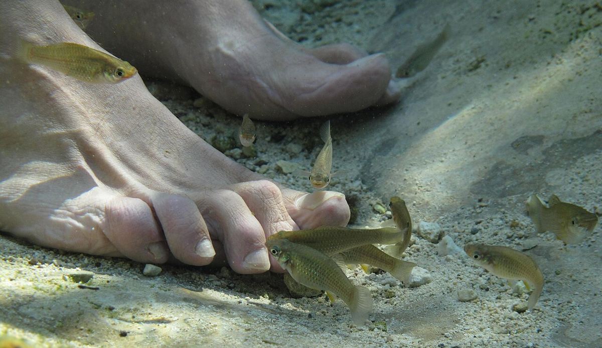 Small fish in the clear water of Casa Cenote