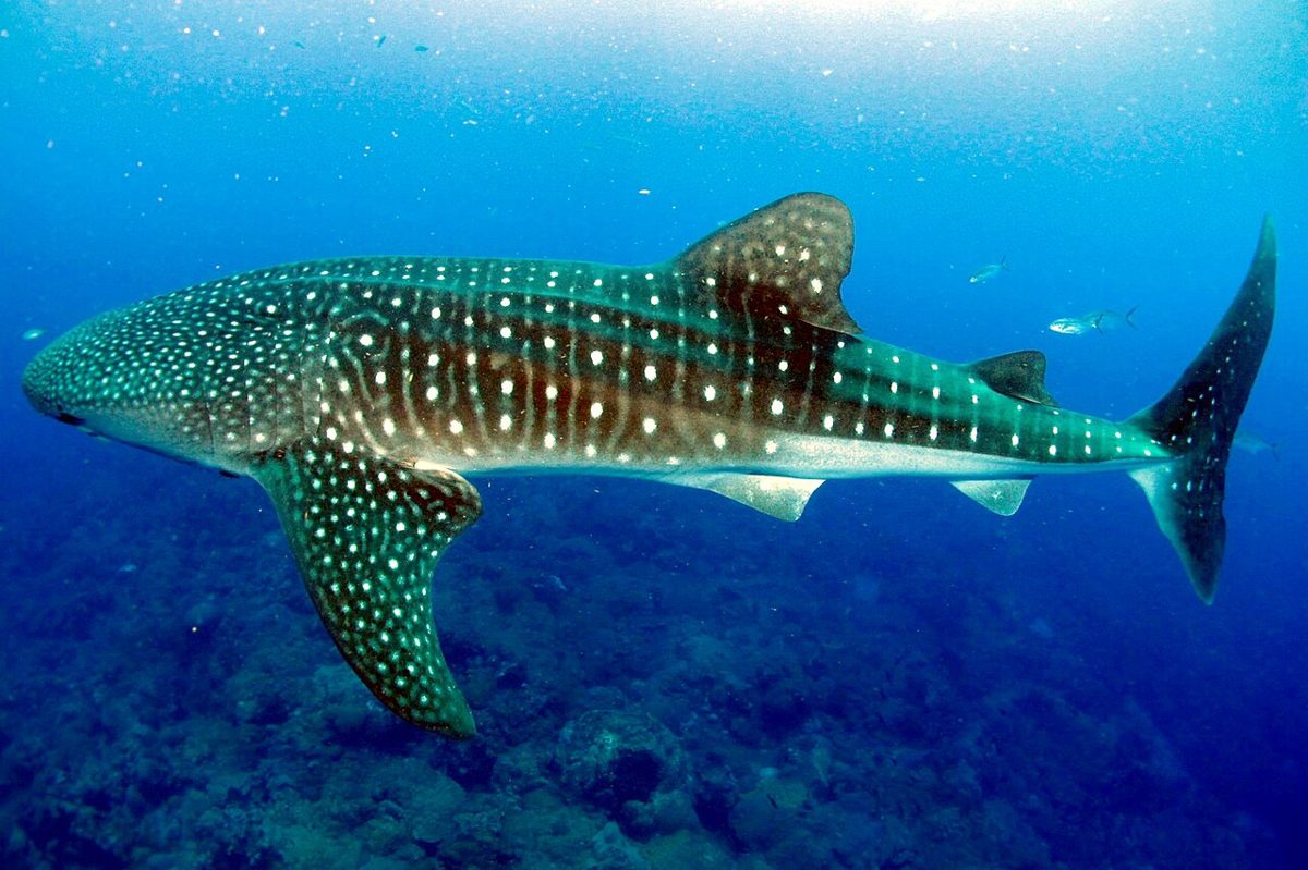 Whale shark swimming underwater